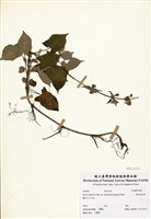 藏品(黃花鼠尾草)的圖片